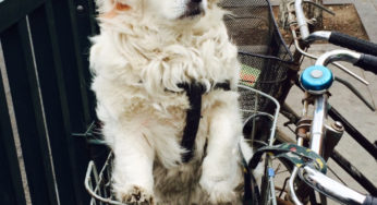 Cachorro chinês