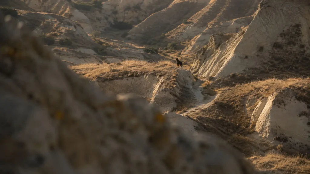 A distant dog standing on a rocky ridge in Göreme Valley